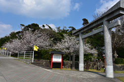 野間神社暖流桜