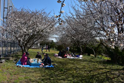 鹿児島県農業開発総合センター熊毛支場の暖流桜