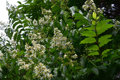 ヤクシマサルスベリの花序、小枝