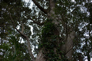 黒山スダジイの大木