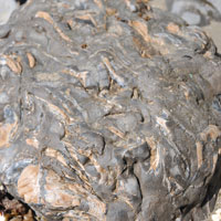 犬城海岸の貝の化石も見られる石