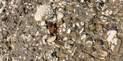 犬城海岸の大小の小石が複雑に集まった浸食岩