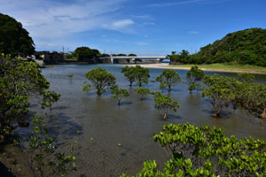 川の中に自生したメヒルギや県道581号線に架かっている湊橋が写っている風景画像