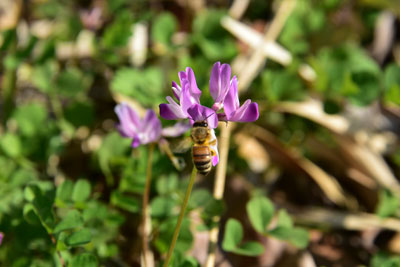 ゲンゲ花の蜜を吸っているミツバチ