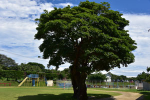 タブノキの大木