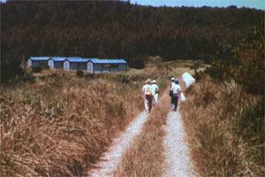 馬毛島の道