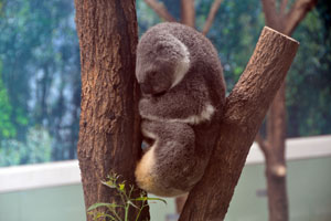 平川動物園の眠っているコアラ