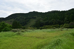 屋久川林道周辺の風景