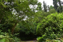 屋久川林道のミカンとヤクシマサルスベリの樹木
