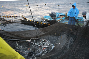 魚を大きいタモですくう〜熊野の定置網漁