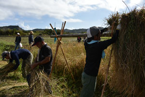 稲の刈干作業