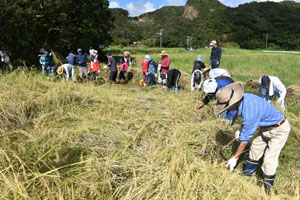 赤米の刈り取り作業