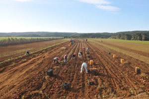 収穫体験する安納芋畑